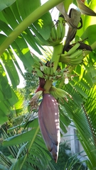 Musa