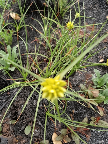 Image of Golden Sedge (Cyperus sphaerocephalus) by (c) Hildegard Klein, some rights reserved (CC BY)