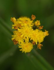 Pilosella