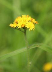 Pilosella