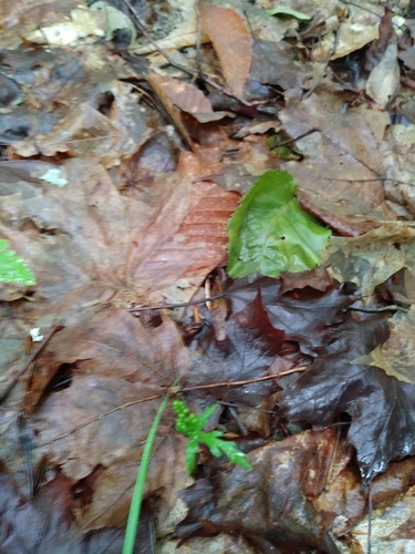 Botrychium angustisegmentum (Botrychium angustisegmentum)