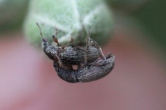 Polydrusus marginatus