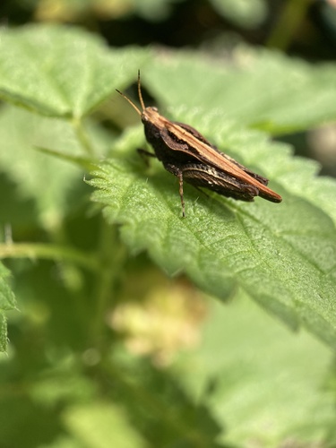Slender Groundhopper, Nobelweg, Amsterdam, North Holland, NL, photo 7 of 10