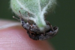 Polydrusus marginatus