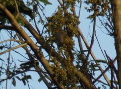 Pycnonotus finlaysoni