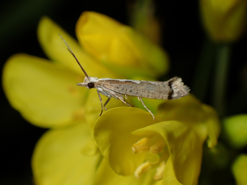 Diamondback moth