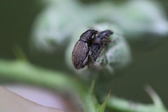 Polydrusus marginatus