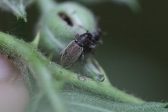 Polydrusus marginatus