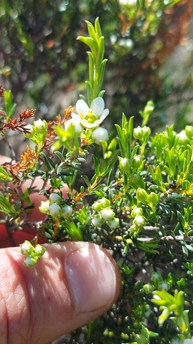 Hare Bitterbuchu (Diosma aspalathoides)