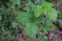 Rubus baruthicus