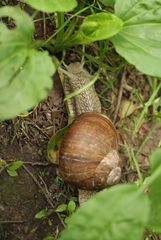 Helix pomatia