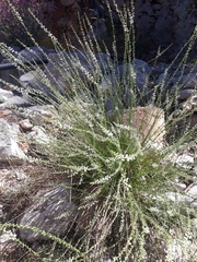 Anarrhinum forskaohlii