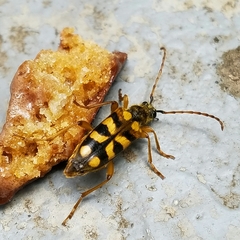 Lepturini