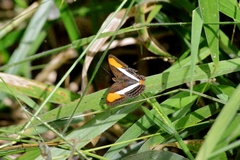 Adelpha cytherea