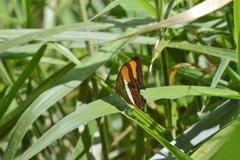 Adelpha cytherea