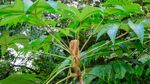 Tetrapanax papyrifer