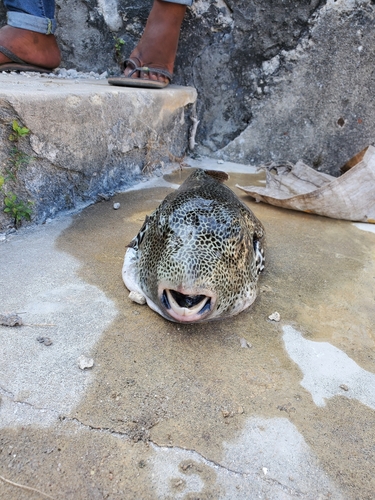 Starry Puffer