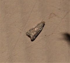 Helcystogramma chambersella