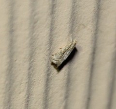 Helcystogramma chambersella