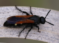 Scolia sexmaculata