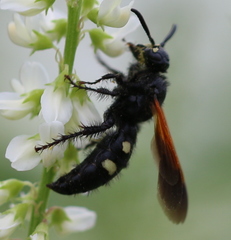 Scolia sexmaculata