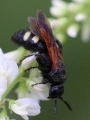 Scolia sexmaculata