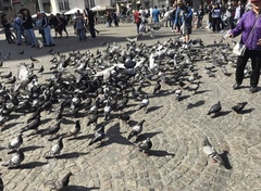 Columba livia domestica