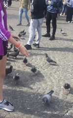 Columba livia domestica