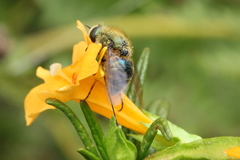 Eulonchus smaragdinus