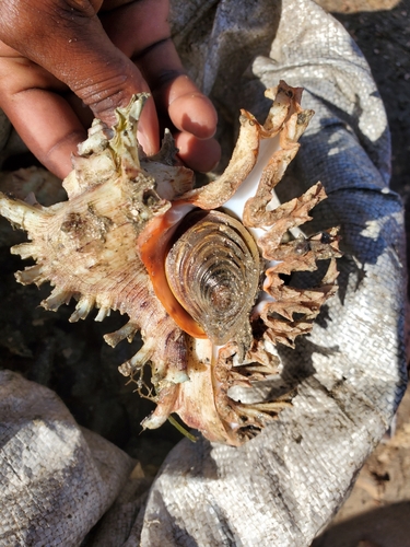 Ramose Murex