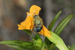 Eulonchus smaragdinus