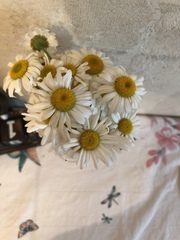 Leucanthemum vulgare