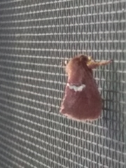 Monoleuca semifascia