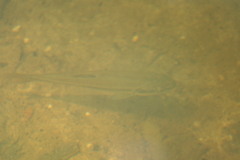 Rhinichthys atratulus
