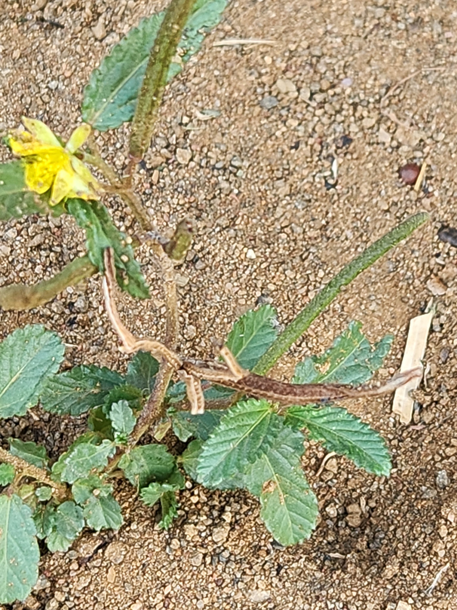 Corchorus argillicola