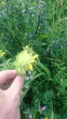 Rhinanthus serotinus