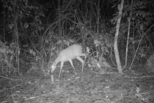 Forest Sitatunga