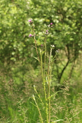 Cirsium palustre