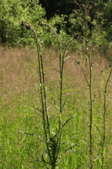 Cirsium palustre