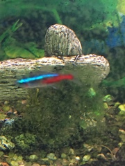 Paracheirodon innesi