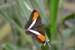 Adelpha cytherea