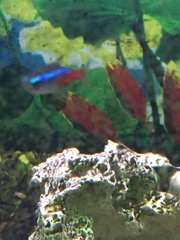 Paracheirodon innesi