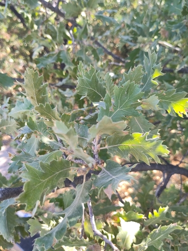 Image of Quercus ithaburensis by (c) Thibaud Godon, some rights reserved (CC BY)