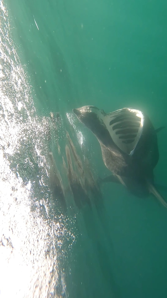 Basking shark with its huge mouth open, filter feeding