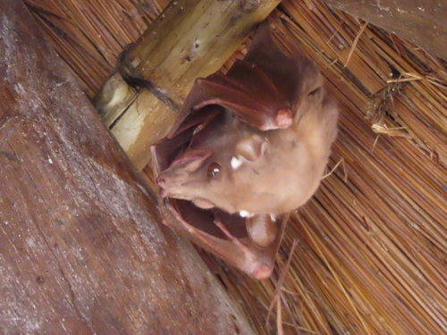 Wahlberg's Epauletted Fruit Bat (Epomophorus wahlbergi)