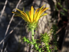 Cullumia setosa setosa
