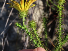 Cullumia setosa setosa