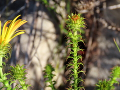 Cullumia setosa setosa