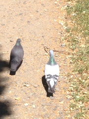 Columba livia domestica