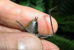 Atlanticus testaceus